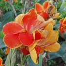 Fresh  LIVE RHIZOME Large Poly Gay Canna Lily Rhizome Variegated Tricolor Seeds