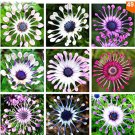 Fresh 100 Pcs Osteospermum seedsdaisy seedsosteospermum 8 colours flower seeds (Mix)