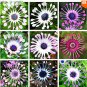 Fresh 100 Pcs Osteospermum seedsdaisy seedsosteospermum 8 colours flower seeds (Mix)
