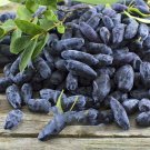 Fresh 50pcs Haskap Seeds Haskap Berry Blue Seeds Cold Tolerance Fruit Tree Seeds