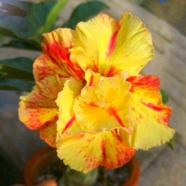 Fresh 4 seeds Yellow Golden Double Petals Irregular Red Stripes Desert Rose 4 layer