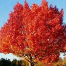 Fresh 10PCS Red Oak Tree Seeds Seeds Quercus Alba Acorns SeedsDIY Easy