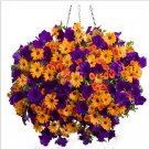 Fresh BELLFARM 200PCS Morning Glory Flowers Seeds Very Beautiful Perennial Flowers