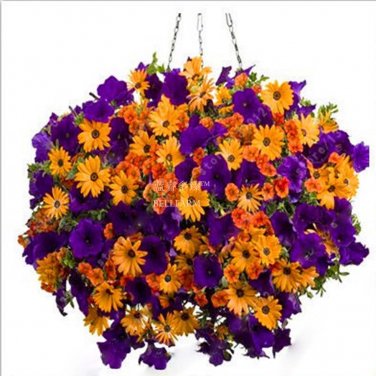Fresh BELLFARM 200PCS Morning Glory Flowers Seeds Very Beautiful Perennial Flowers
