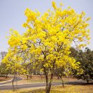 Fresh 50PCS Golden Trumpet Tree s Seeds Tabebuia Chrysotricha Seeds