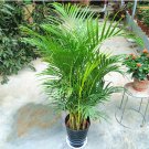 Fresh 5Pcs Chrysalidocarpus Lutescens Seeds Areca Palm eeds Butterfly Palm Seeds