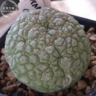 Fresh 1PC PSEUDOLITHOS sphaericus Seed perennial Lovely Succulent Perennial