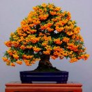 Fresh Orange Pyracantha fortuneana Firethorn Perennial Tree Seeds 20pcs Ornamental s