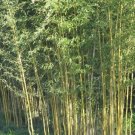 Fresh 100+ or 25+ Yellow bamboo seeds Phyllostachys Aureosulcata Gold Bamboo DL131C