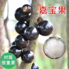 Fresh 1PC Jabuticaba Fruit Seed Brazilian Grape Tree Seed