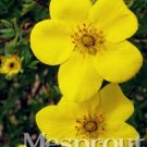 Fresh New Potentilla Fruticosa 100+ Seeds