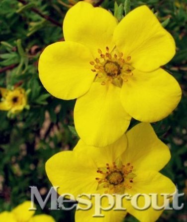 Fresh New Potentilla Fruticosa 100+ Seeds