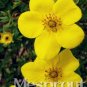 Fresh New Potentilla Fruticosa 100+ Seeds