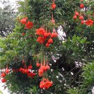 Fresh Mixed 9 Types of Passiflora Flowers Big Hanging Flower Seeds 20pcs