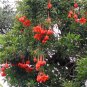 Fresh Mixed 9 Types of Passiflora Flowers Big Hanging Flower Seeds 20pcs