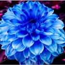 Fresh True Color Dahlia Bulb Flower Dahlia Seeds 50+ Flower Bulbs Symbolizes Courage