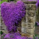 Fresh 100Pcs/Bag Creeping Thyme Seeds Or Blue ROCK CRESS Seeds Ground Cover Flower