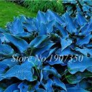 Fresh 120 Colorful Hosta Seeds Colorain Mixed Lily Flower White Lace Ground Cover