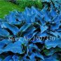 Fresh 120 Colorful Hosta Seeds Colorain Mixed Lily Flower White Lace Ground Cover