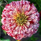 Fresh 50PCS 6 Types Of Colourful Zinnia Flowers Seeds Perennial Big Bloom Herbs