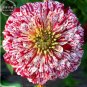 Fresh 50PCS 6 Types Of Colourful Zinnia Flowers Seeds Perennial Big Bloom Herbs