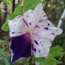 Fresh 50PCS 6 Types Of Ipomoea Nil Morning Glory Flower Seeds Annual