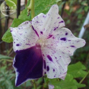 Fresh 50PCS 6 Types Of Ipomoea Nil Morning Glory Flower Seeds Annual