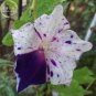 Fresh 50PCS 6 Types Of Ipomoea Nil Morning Glory Flower Seeds Annual