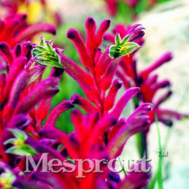 Fresh Kangaroo Paw Flowers Seeds 20 Seeds Heirloom Annual Flowers