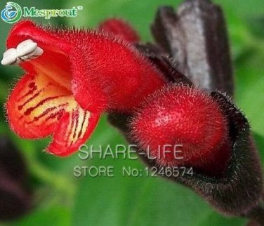 Fresh Rare Flower Lipstick 100+ seeds
