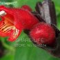 Fresh Rare Flower Lipstick 100+ seeds