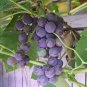 Fresh 100PCS Bluebell Grape Seeds Black Blue Color Winter Hardy Table Grape