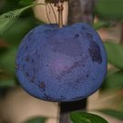 Fresh 20PCS Black Plum Prunus Lydecker Fruit Seeds Big Sweet Little Sour Fruits