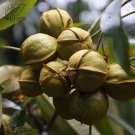 Fresh Heirloom American Pecan Seeds Nut Walnut Perennial s Longevity Fruits