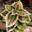 Fresh Coleus Foliage s seeds 30pcs Perfect Colorful Coleus Blumei Flowers