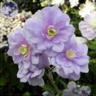 Fresh Geranium Gernic Summer Skies Flowers 10 seeds perennial hardy