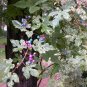 Fresh Variegated Porcelain Berry Vine Elegans Vine Plant Seeds 20+