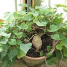 Fresh Kudzu seeds Pueraria tuberosa 80+