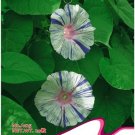 Fresh Phoebe White Blue Stripes Morning Glory Climbing Flowers 20 Seeds Flowers