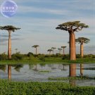 Fresh 2pcs Grandidier s Baobab Adansonia Seeds giant interesting tree