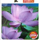 Fresh Purple Lotus Seeds 1 Original Pack Approx 5 Seeds / Pack Nelumbo Nucifera