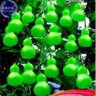 Fresh  Jindi Small Gourd Seeds 8 Seeds Original Pack fruithandicraft interesting