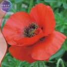 Fresh Corn Poppy Flower Coquelicot Flower Seeds 120 Seeds large red flowers