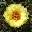 Fresh Oriole Sunflowers Yellow Portulaca Grandiflora Seeds 220 seeds flower
