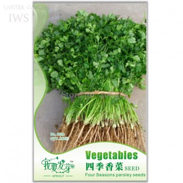 Fresh Four Seasons Parsley Seeds Coriander Seeds 160 Seeds vegetables