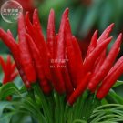 Fresh Hot Chili Red Pod Pepper Vegetable Seeds 30 Seeds/Pack Tabasco Pepper