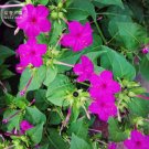 Fresh Mirabilis Jalapa Purple Four O clock Flower Seeds 20 Seeds/Pack marvel of Peru