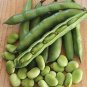 Fresh Horsebean Seeds Nutrient rich Vicia Faba 6 Seeds vegetable seeds