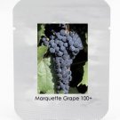 Fresh 100 seeds / pack Marquette Dark Blue Grape Seed Red Wine Grape Hardy Seedling