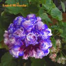 Fresh  Night Blue Geranium Seeds Appleblossom Rosebud Pelargonium Flower Seeds